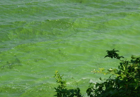 被污染的太湖水